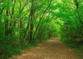 5 Fakta Mengerikan Tentang Hutan Aokigahara, Hutan Bunuh Diri di Jepang