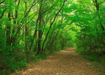 5 Fakta Mengerikan Tentang Hutan Aokigahara, Hutan Bunuh Diri di Jepang