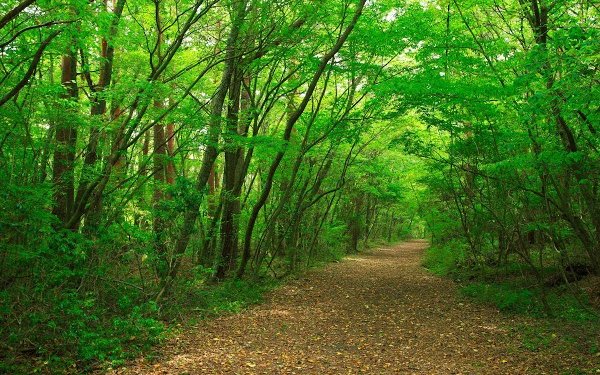 5 Fakta Mengerikan Tentang Hutan Aokigahara, Hutan Bunuh Diri di Jepang