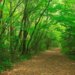 5 Fakta Mengerikan Tentang Hutan Aokigahara, Hutan Bunuh Diri di Jepang