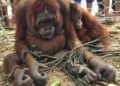 Petugas Aniaya Orang Utan