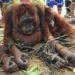 Petugas Aniaya Orang Utan