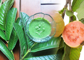 Manfaat Daun Jambu Biji