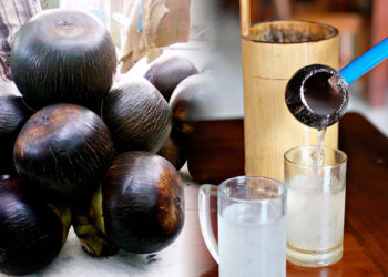 6 Manfaat Buah Lontar