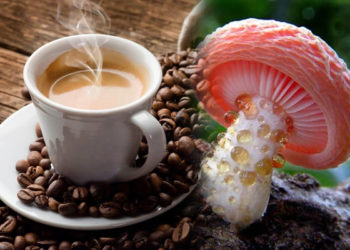 Kopi Jamur Yang Nikmat