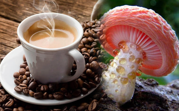 Kopi Jamur Yang Nikmat