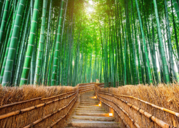 Hutan Bambu Sagano Jepang