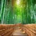 Hutan Bambu Sagano Jepang