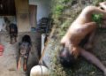 Tewas digigit anjing