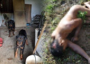 Tewas digigit anjing