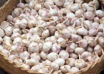 budidaya bawang putih