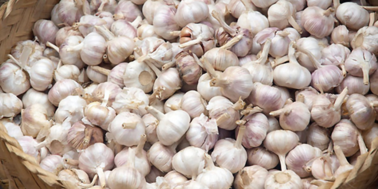 budidaya bawang putih