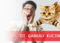 Diganggu kucing