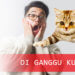 Diganggu kucing