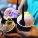 Jualan Es Krim