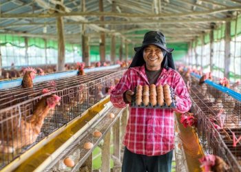 Usaha Ternak Ayam Petelur