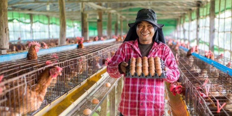 Usaha Ternak Ayam Petelur
