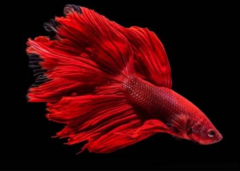 Beternak Ikan Cupang