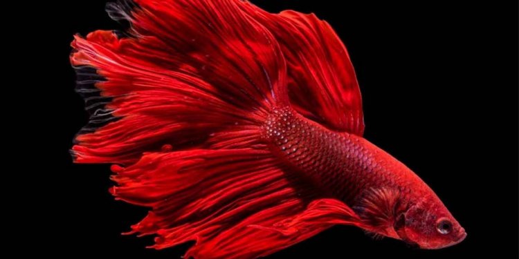 Beternak Ikan Cupang