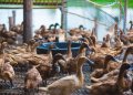 Usaha ternak bebek