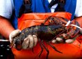 Cara Mengolah Lobster