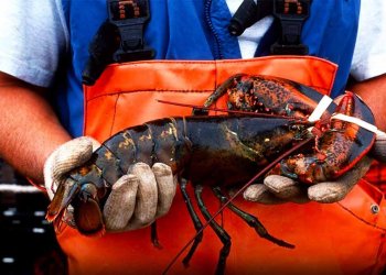 Cara Mengolah Lobster