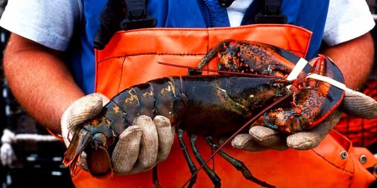 Cara Mengolah Lobster Supaya Lembut dan Nikmat