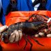 Cara Mengolah Lobster