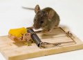 Cara Membasmi Tikus