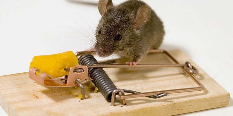 Cara Membasmi Tikus