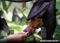 Virus Nipah