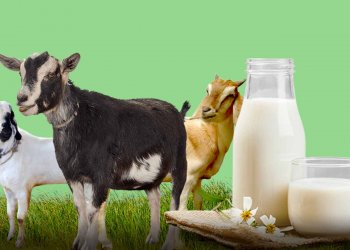 Manfaat Susu Kambing