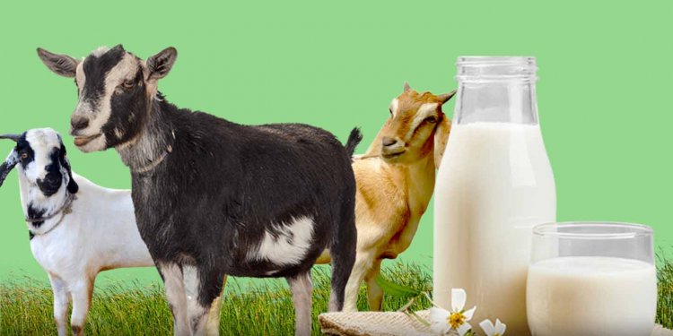 Manfaat Susu Kambing
