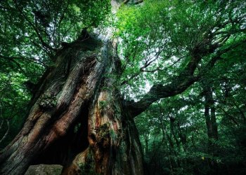 Alasan Pohon Berhantu