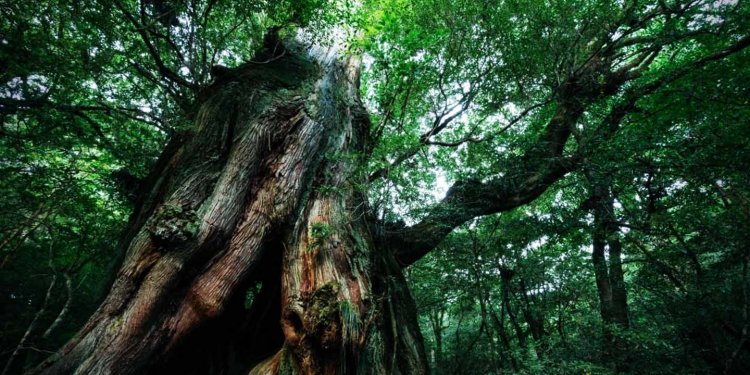Alasan Pohon Berhantu