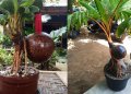 PMI Petani Bonsai Kelapa