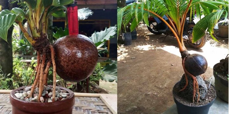 PMI Petani Bonsai Kelapa