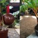 PMI Petani Bonsai Kelapa