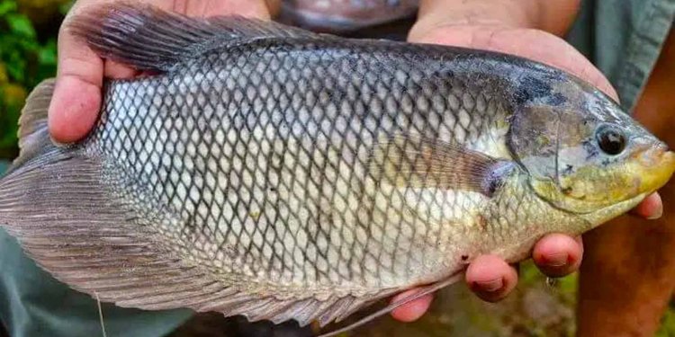 PMI Sukses Budidaya Ikan