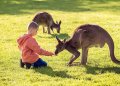 Wisata Top Di Australia