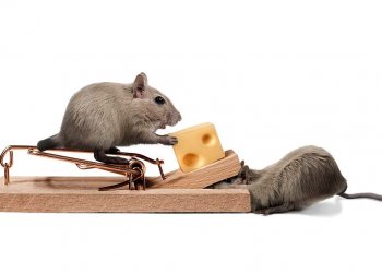 Tanaman Pengusir Hama Tikus