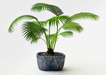 Pohon Palem Penghias Rumah