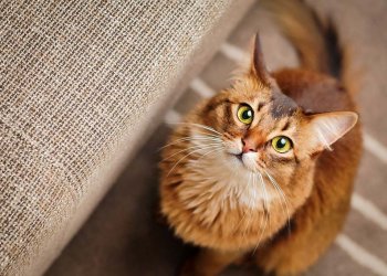 Kucing Menularkan Virus Covid-19