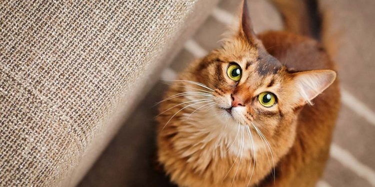 Kucing Menularkan Virus Covid-19