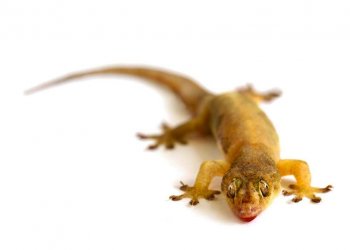 Cara Ampuh Mengusir Cicak