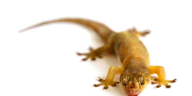 Cara Ampuh Mengusir Cicak