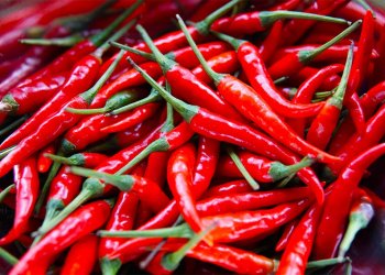 Panduan Menanam Cabe Merah