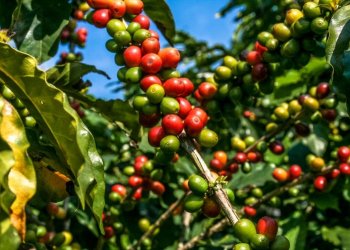 Pandudan Budidaya Tanaman Kopi
