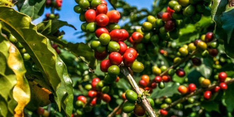 Pandudan Budidaya Tanaman Kopi