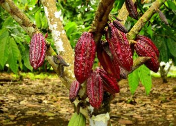 Teknik Penyambungan Tanaman Kakao